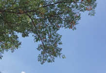 Syringa Tree