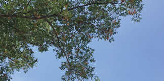 Syringa Tree