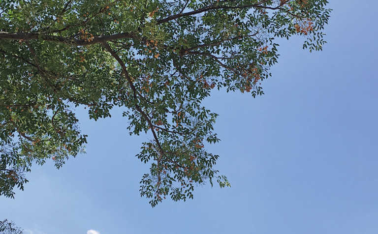 Syringa berries are highly toxic Syringa berries are highly toxic