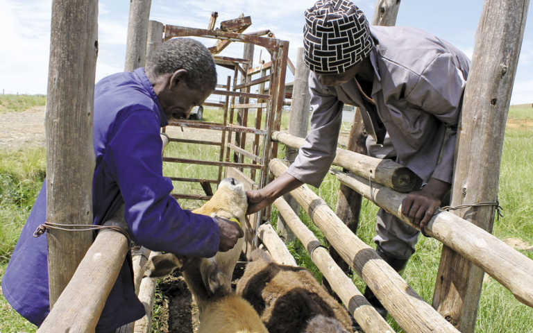 How to inject your livestock properly How to inject your livestock properly
