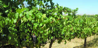 Wine industry satisfied with inflationary sin tax increase