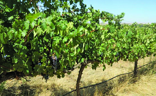 Wine industry satisfied with inflationary sin tax increase Wine industry satisfied with inflationary sin tax increase