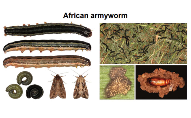 Farmers urged to be vigilant for crop pest infestations Farmers urged to be vigilant for crop pest infestations
