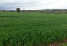 Ban of chlorothalonil in fungicides a blow for EU crop farmers
