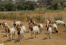 Boer goats