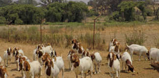 Boer goats