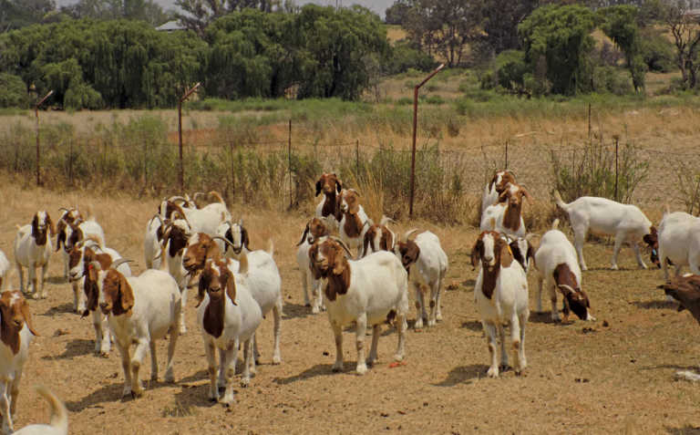 Strict selection the key to Boer goat meat production
