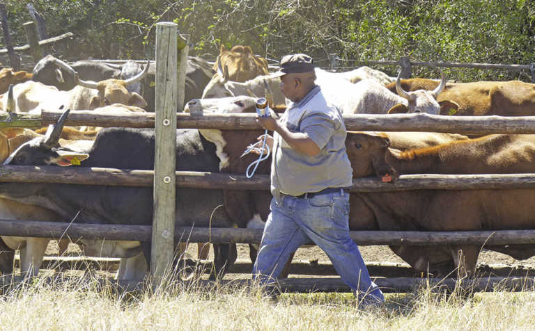 Beef farming as part of a broader business
