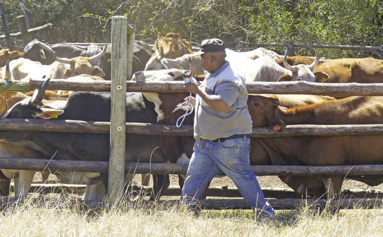 Beef farming as part of a broader business Beef farming as part of a broader business
