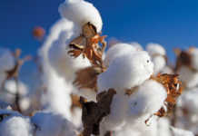 Cotton crop