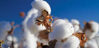 Cotton crop