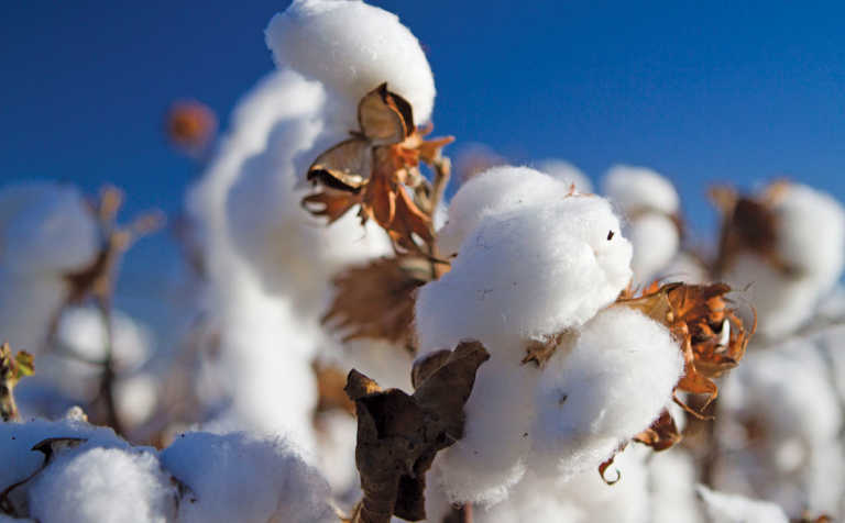 Cotton can be more profitable than maize!