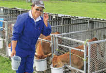 The benefits of feeding dairy calves milk only once a day
