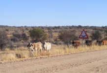 Call to support Namibian drought disaster fund