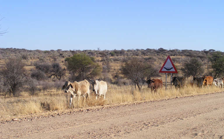 Call to support Namibian drought disaster fund