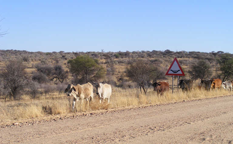 Call to support Namibian drought disaster fund Call to support Namibian drought disaster fund