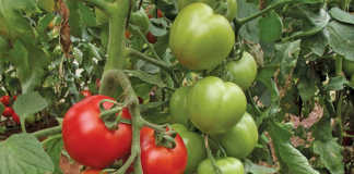 Growing tomatoes: know the varieties
