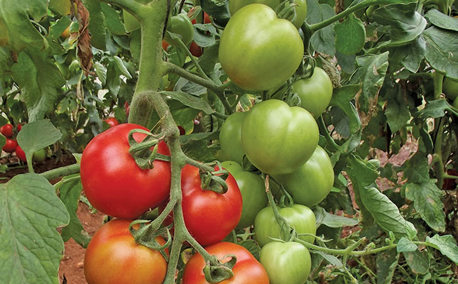 Growing tomatoes: know the varieties Growing tomatoes: know the varieties