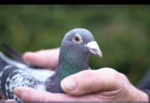 Top Belgian racing pigeon sold for R20 million