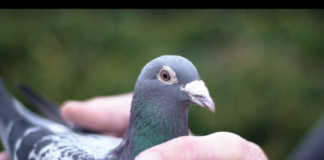 Top Belgian racing pigeon sold for R20 million