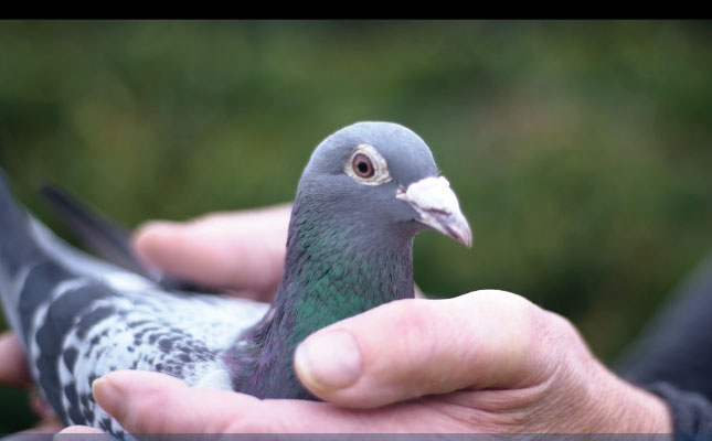 Top Belgian racing pigeon sold for R20 million