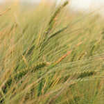 Barley crop