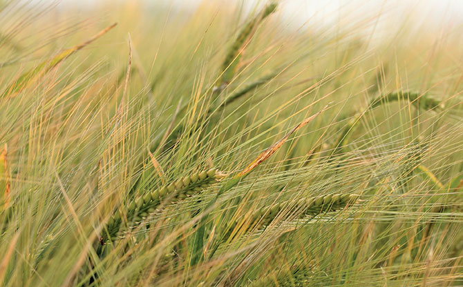 Pioneering barley in the Swartland Pioneering barley in the Swartland