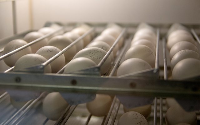 Reducing egg contamination in a hatchery