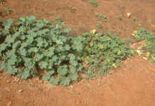 Getting ready to plant cucurbits