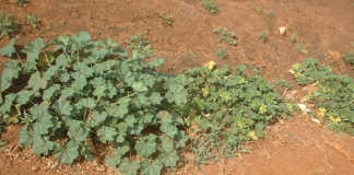 Getting ready to plant cucurbits