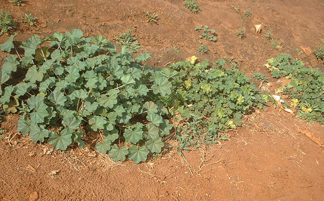 Getting ready to plant cucurbits Getting ready to plant cucurbits