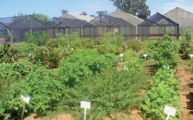 Nematodes’ negative impact on African leafy vegetables