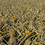 How a small farmer became SA’s biggest pineapple producer
