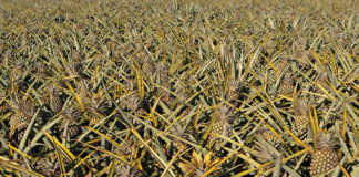 How a small farmer became SA’s biggest pineapple producer