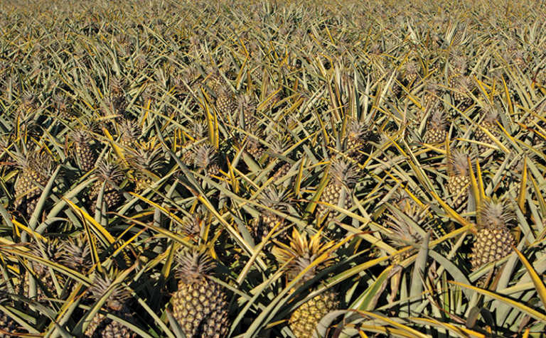 How a small farmer became SA’s biggest pineapple producer