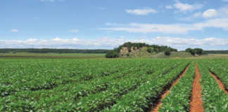 Soya bean crop