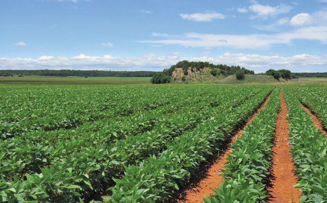 Soya levy expected to boost yield and quality Soya levy expected to boost yield and quality