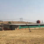 Betty-Nyambi-pg-farmer