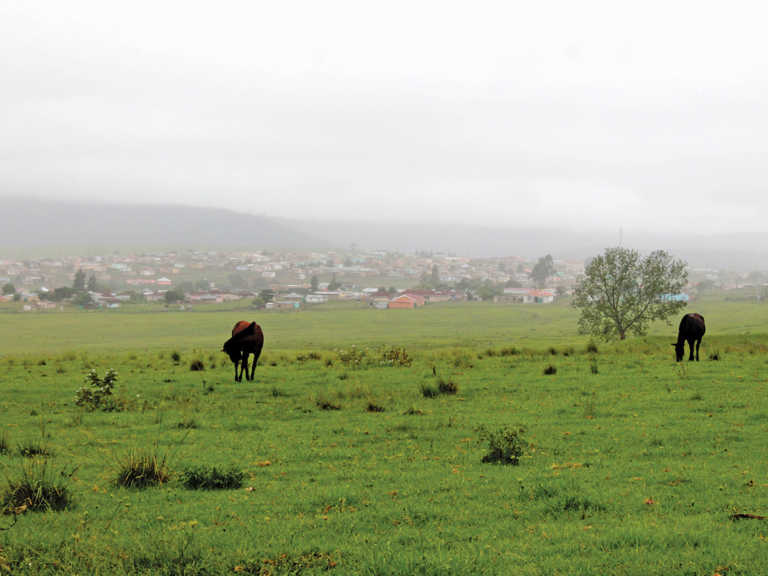 New farmers require “compassionate” financing – Mlengana New farmers require “compassionate” financing – Mlengana