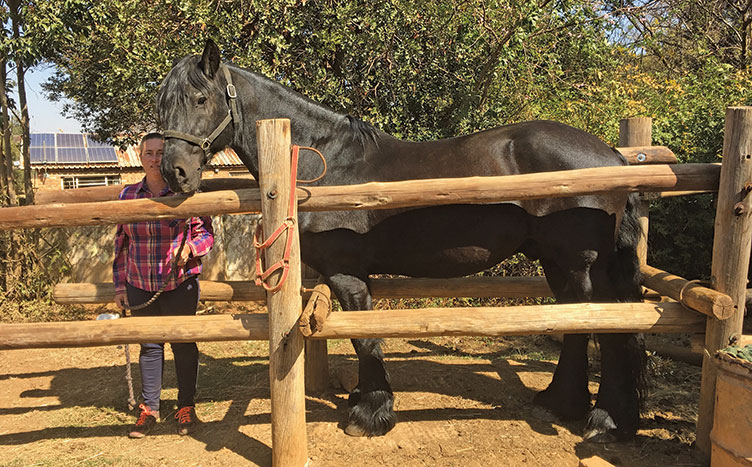 How to build a horse crush How to build a horse crush