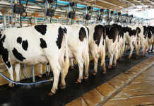 Chinese demand for dairy continues to rise
