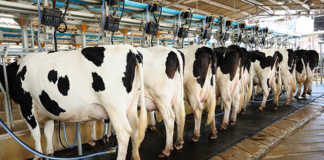 Chinese demand for dairy continues to rise