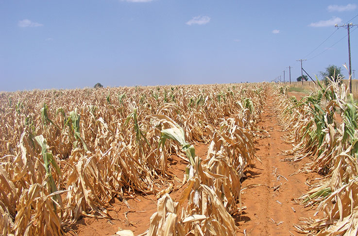 ‘Drought has created a perfect storm for SA banks’