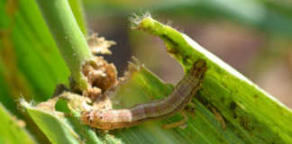 High presence of fall armyworm moths in the Western Cape