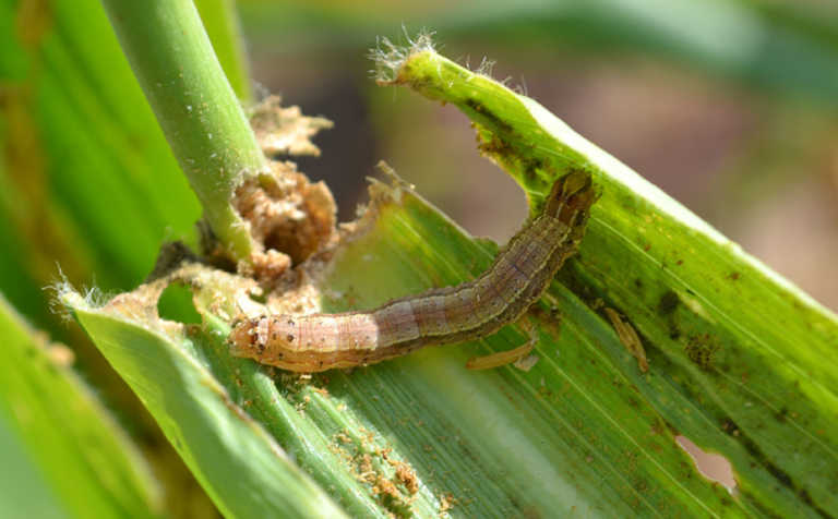 High presence of fall armyworm moths in the Western Cape