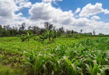 R32 million investment in Kenya’s small-scale farmers