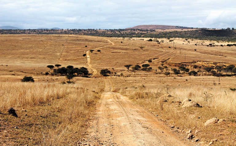 Beefing up cattle using the continuous grazing system