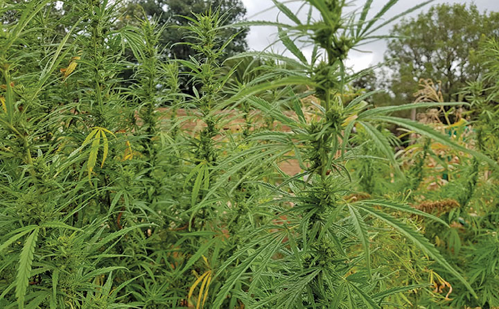 SA’s cannabis legislation and horses SA’s cannabis legislation and horses