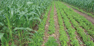 Get intercropping right to achieve the highest yield