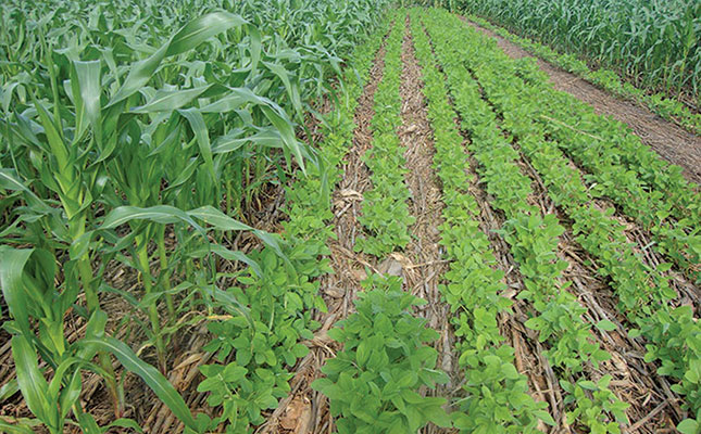 Get intercropping right to achieve the highest yield Get intercropping right to achieve the highest yield